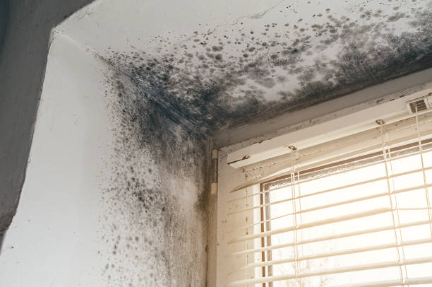 Affordable Attic Mold Remediation solutions in Denville, NJ