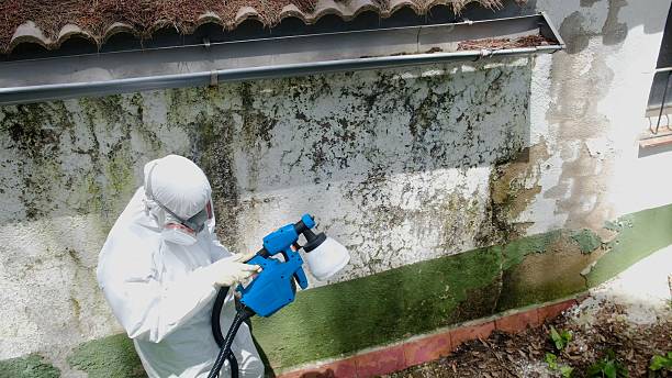 Top rated local Attic Mold Remediation specialists in Denville, NJ